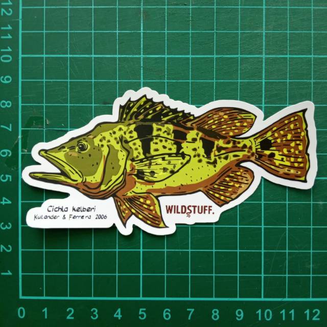 Sticker Wildstuff - Peacock Bass Cichla kelberi pbass kelberi