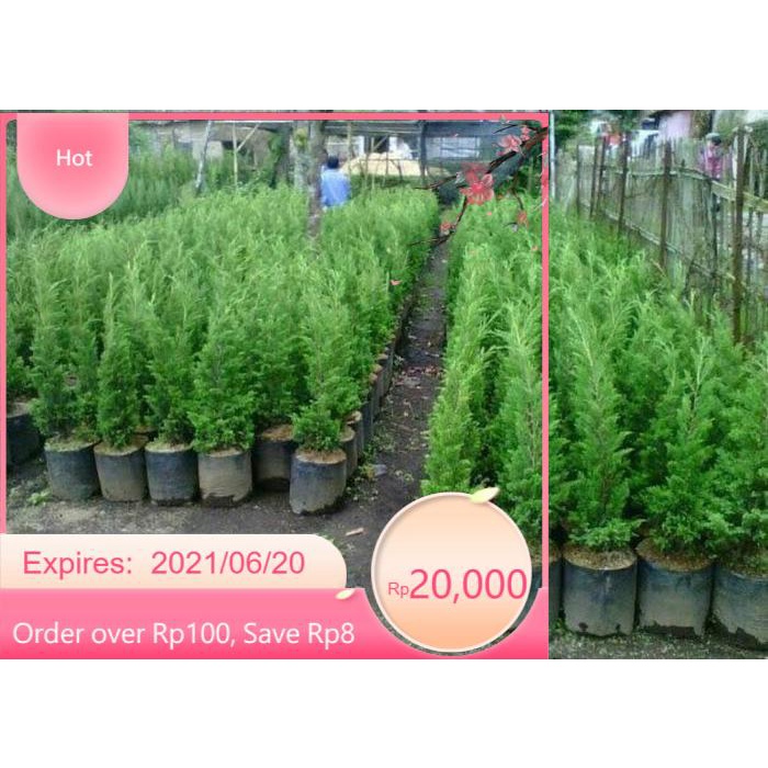 Bibit Bunga Bibit Pohon Cemara Lilin Tanaman Natal