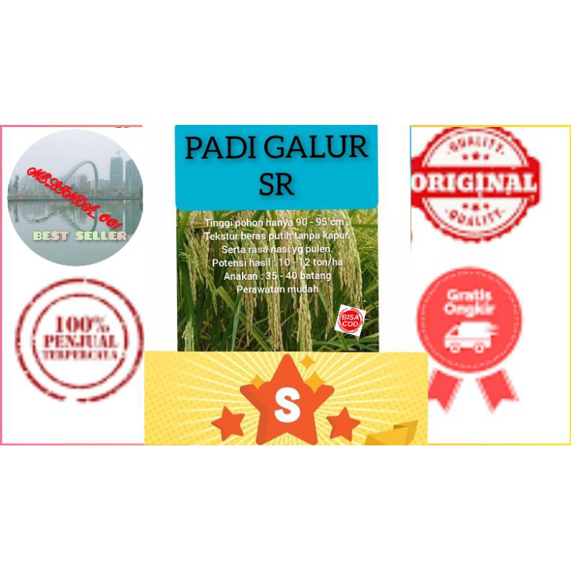 Benih padi genjah sr - SRI REPUBLIK 1KG