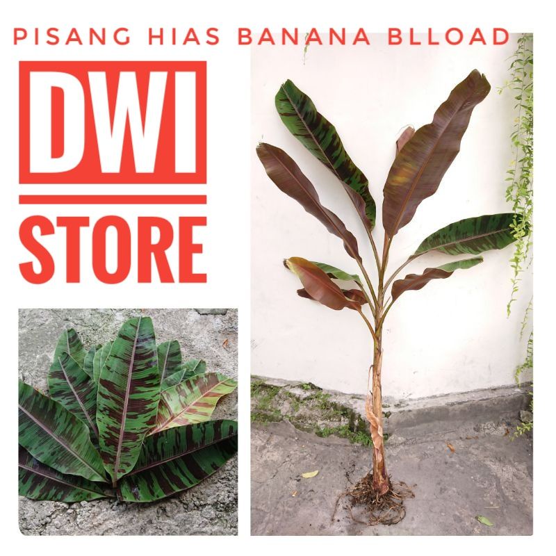 Bibit Pohon pisang varigata merah / Banana blood / Tanaman hias populer