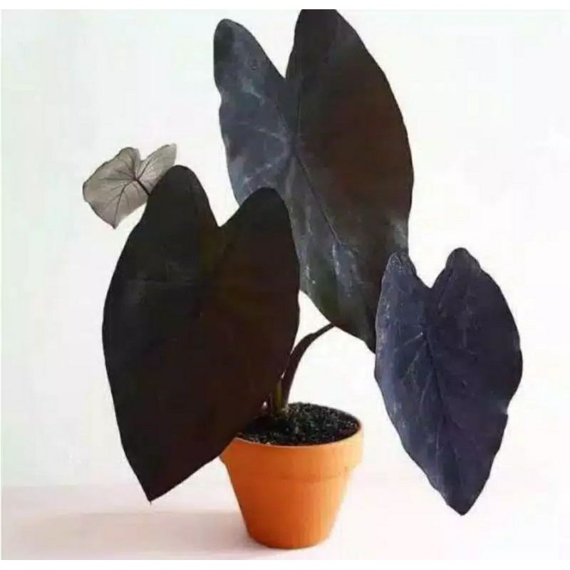 keladi black magic - keladi hitam segar keladi keladi