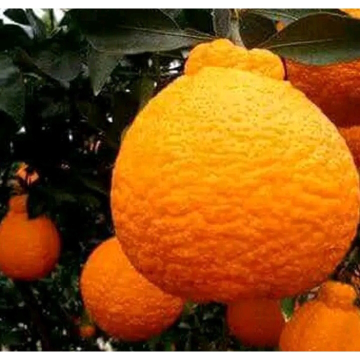 Bibit jeruk dekopon hasil okulasi buah super sangat besar buah jumbo
