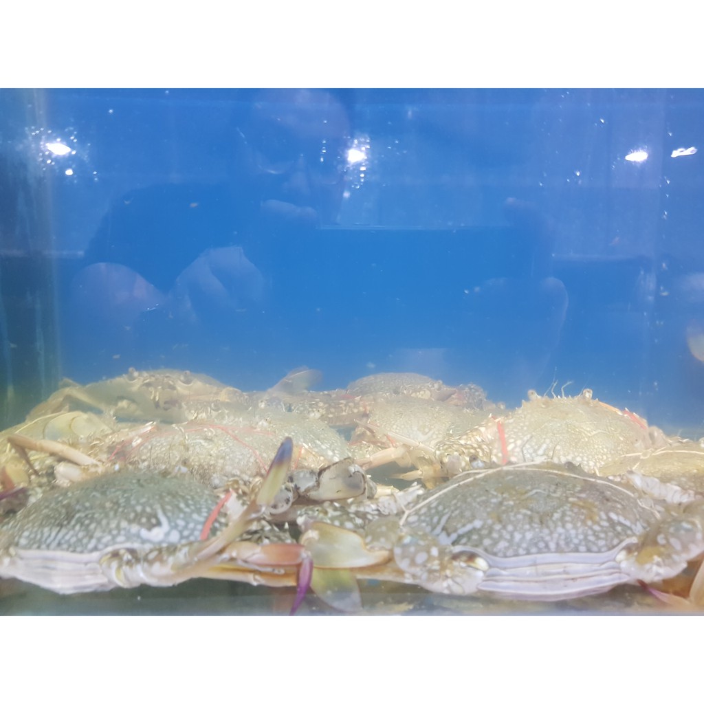KEPITING RAJUNGAN BETINA (KHUSUS TELUR) HIDUP 1 KG ISI 5 EKOR