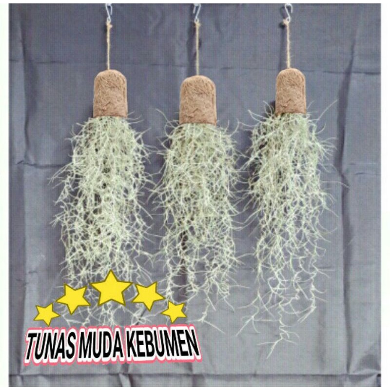 POT BUNGA JENGGOT NABI DARI SABUT KELAPA / POT BUNGA JENGGOT MUSA