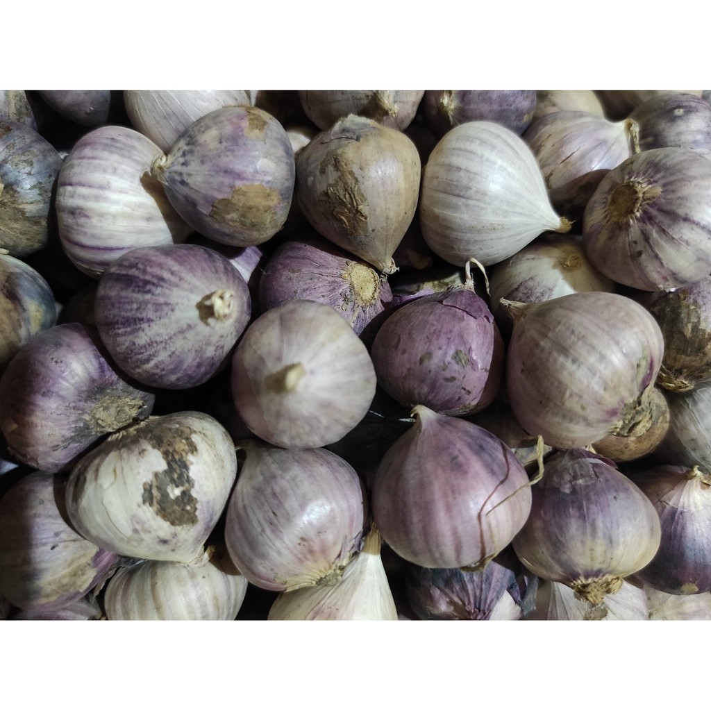 

Bawang putih tunggal super 250 gram terbaru