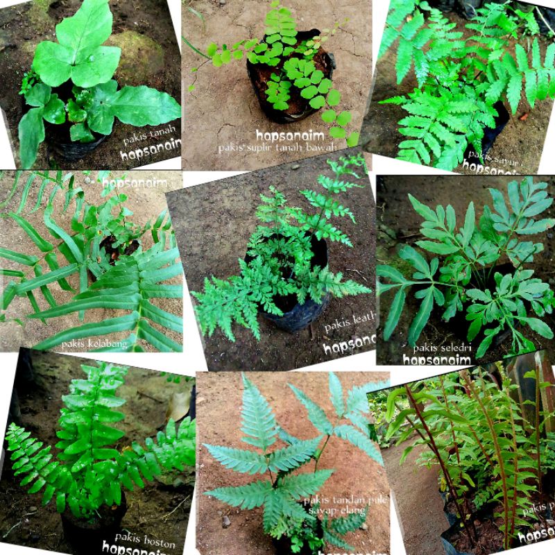 bibit & tanaman paku pakis Suplir Kelabang Leatherleaf fern mini 20cm hias