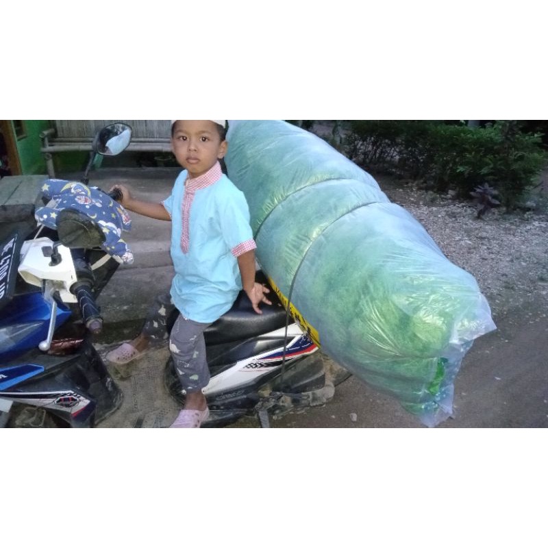 

kemplang ori