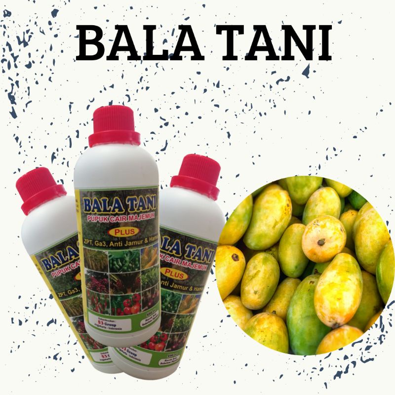 Pupuk Buah Mangga, Pupuk Organik Cair Memacu Pertumbuhan Mangga