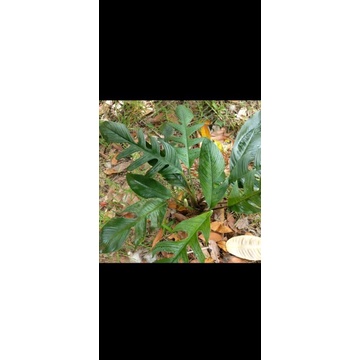 RHAPHIDOPHORA BECCARII/EKOR NAGA