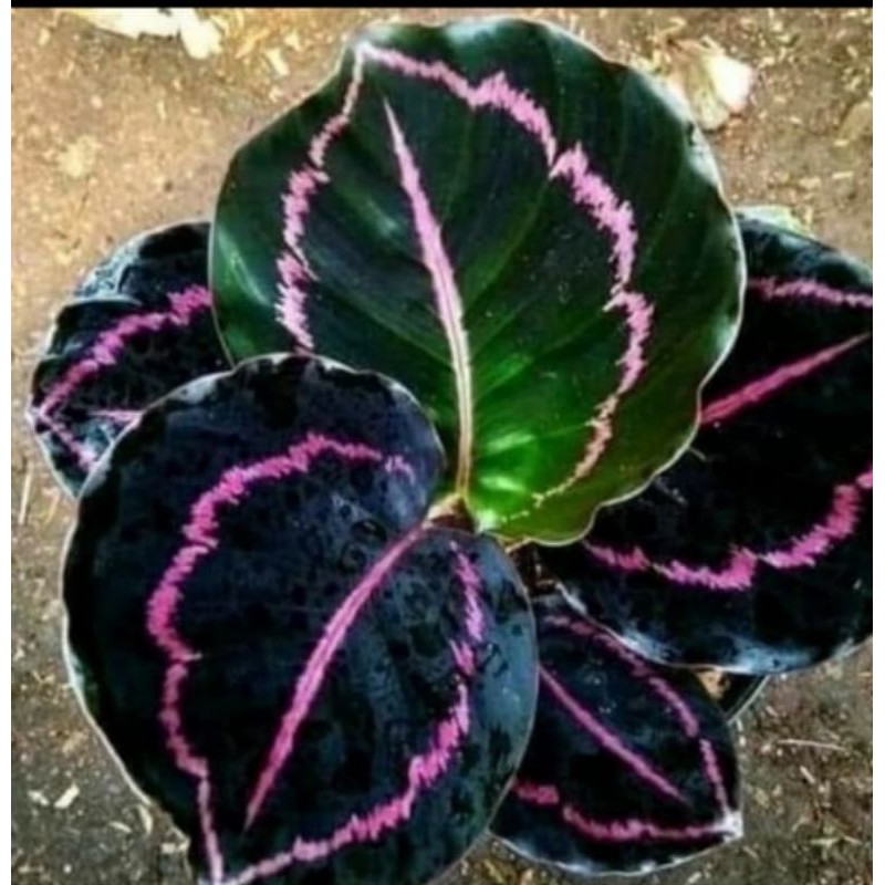 Toko Grosir Tanaman Hias Calhatea Black Lifstik Cantik 0LWQnXBUBdgEbK