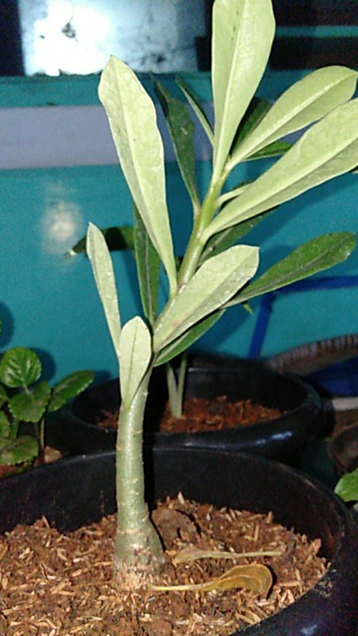 Jual Bibit Tanaman Hias Adenium-tanaman Hias-pohon Kamboja