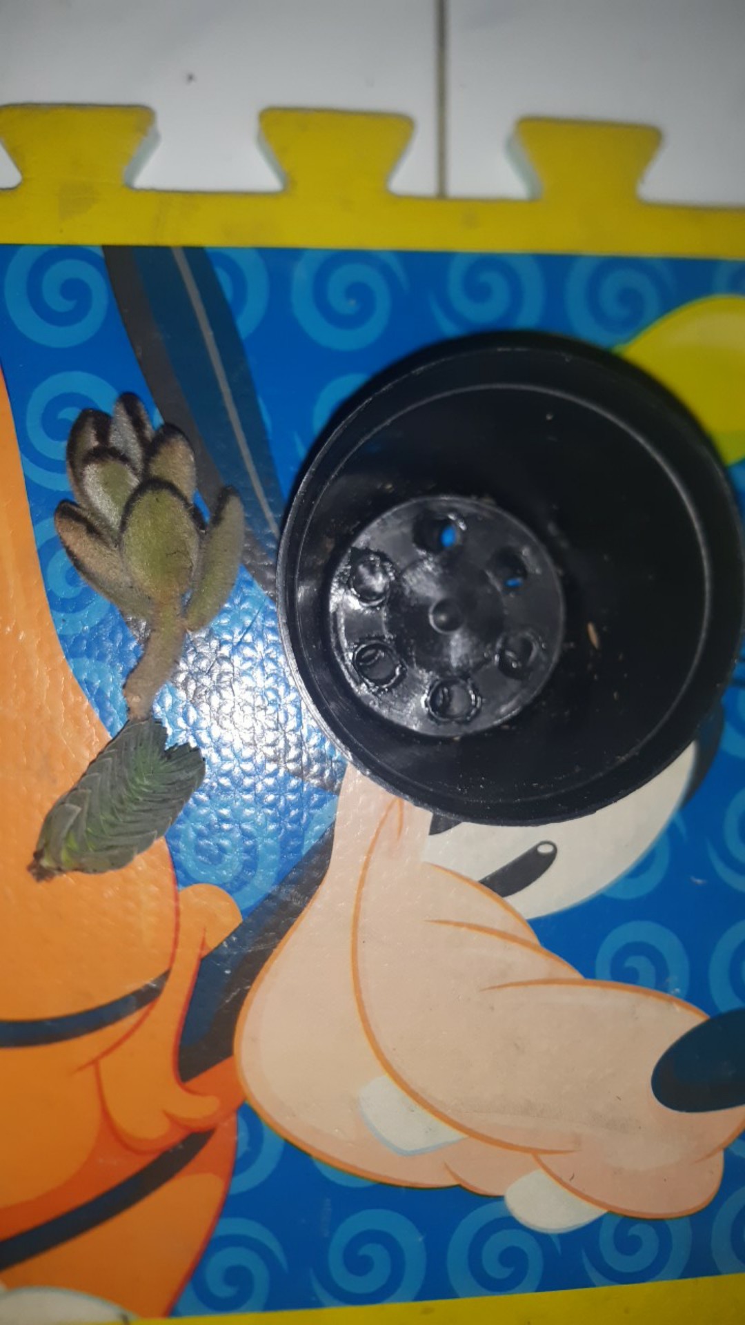 Kaktus Dan Skulen Crasula Budha Temple