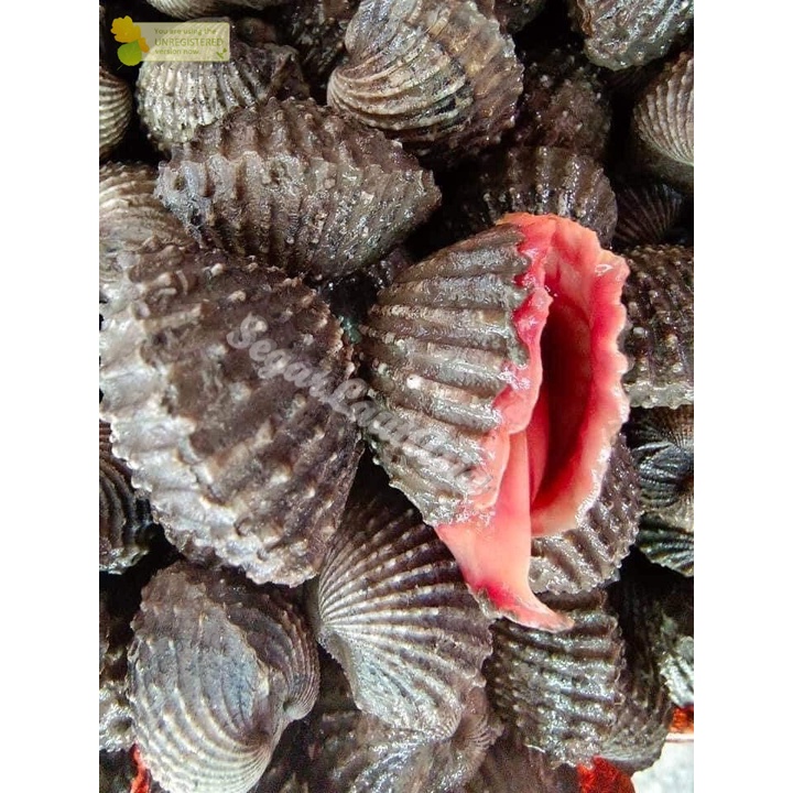 

Kerang Dara Hidup Kerang Dara Segar Kerang Dara