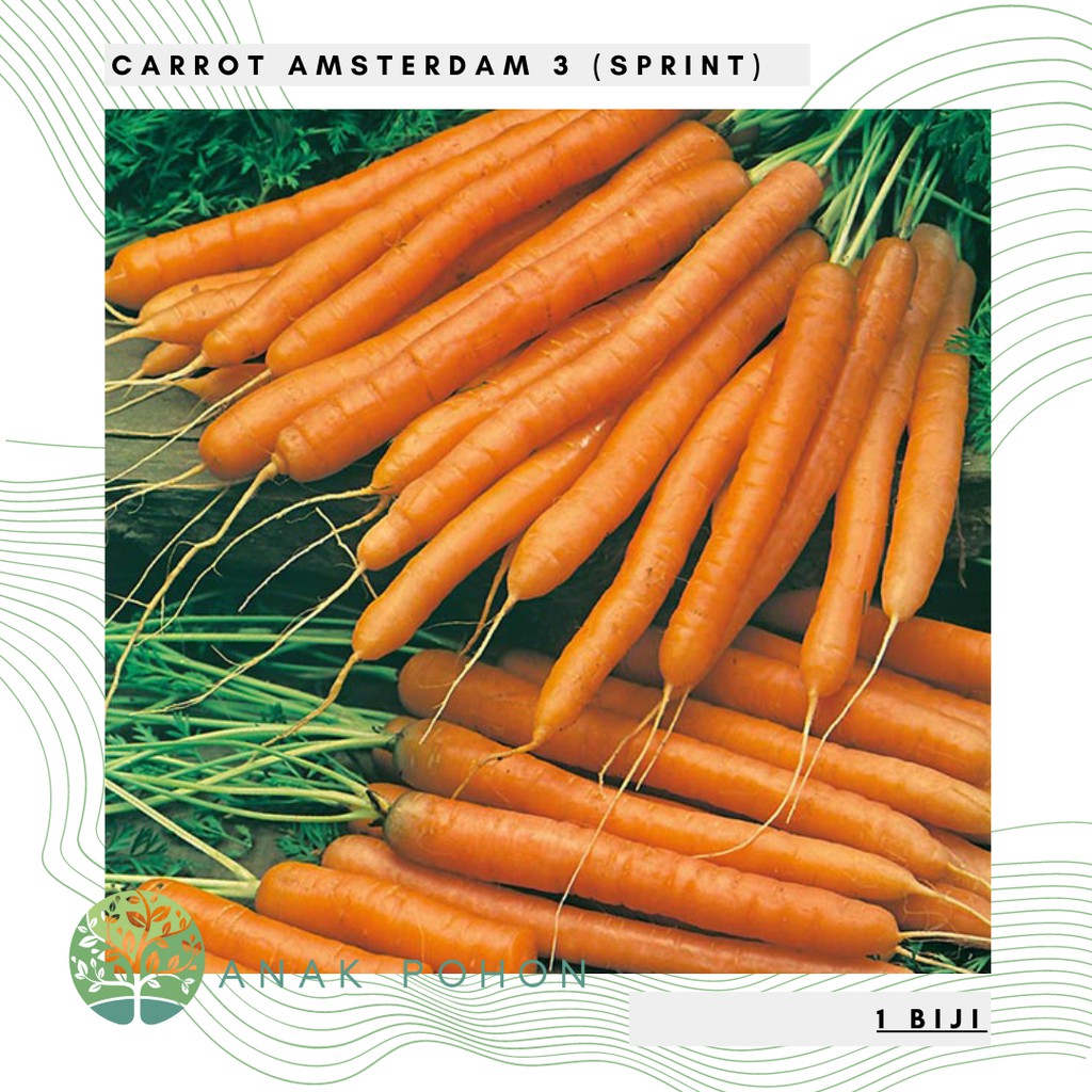 Benih Bibit Biji - Carrot Amsterdam 3 Sprint Wortel Seeds - IMPORT