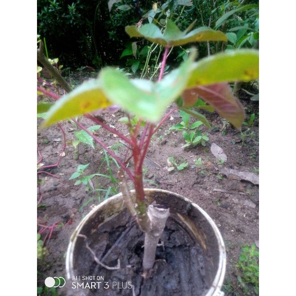 daun jarak merah wulung