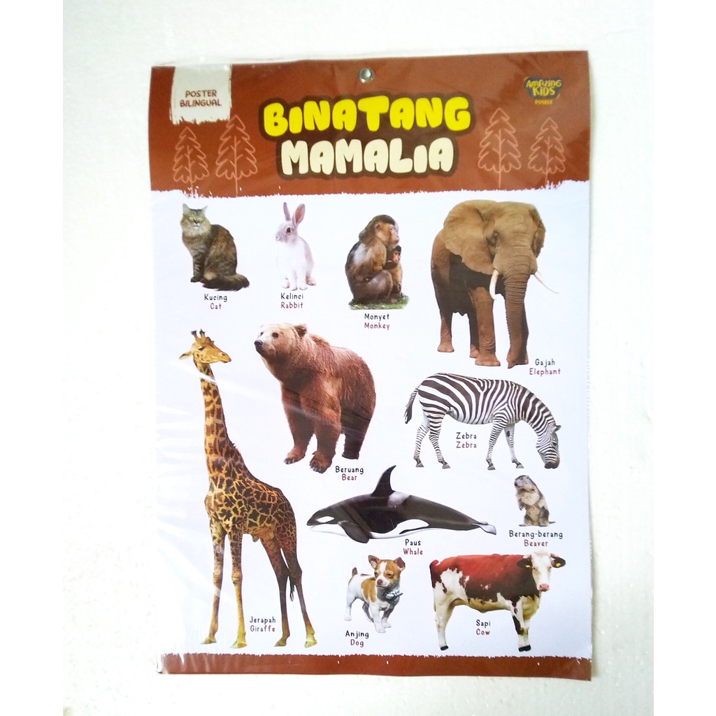 

Poster Binatang Mamalia (2 sisi - bilingual)