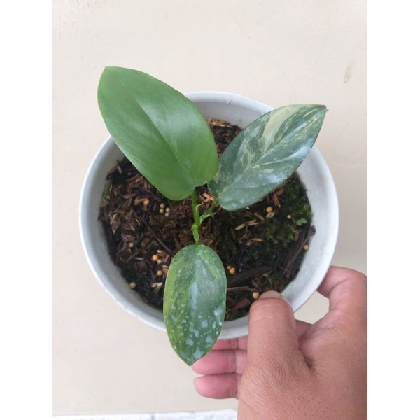 philodendron biffenifolium variegata/ violin