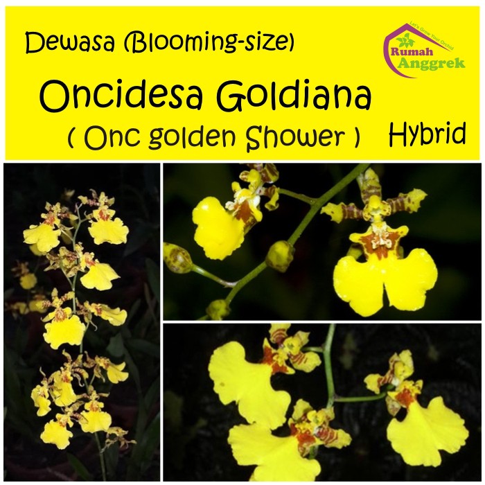 Oncidesa Goldiana Golden Shower anggrek dewasa bibit oncidium oncydium gomesa