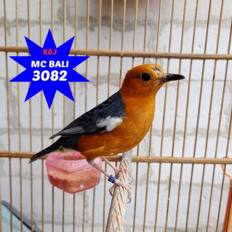 ANIS MERAH BAHAN MC BALI