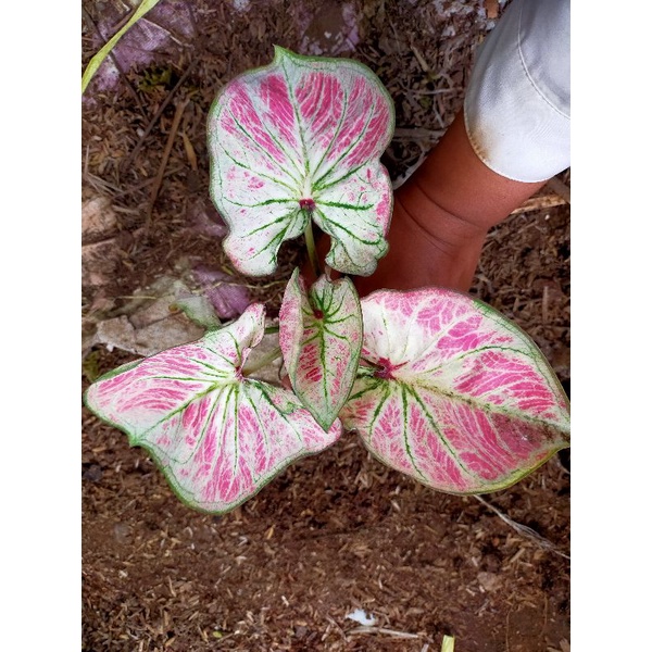 caladium import c11/white bone