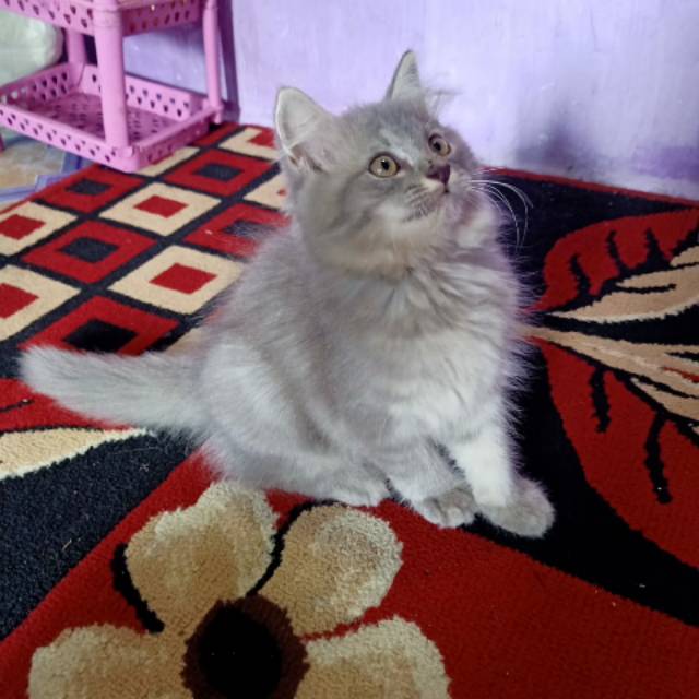 Kucing kitten persia