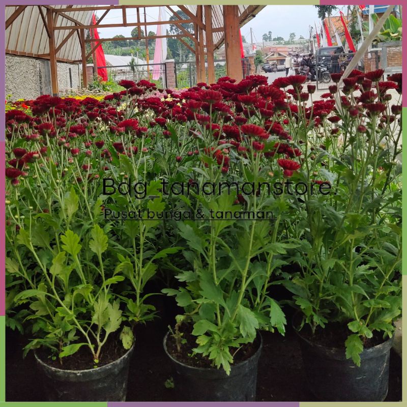 ISI 1 POT TANAMAN BUNGA KRISAN SERUNI ASTER MERAH BESAR KUALITAS SUPER