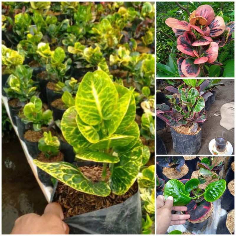 paket bunga puring apel murah terjamin,berkualitas(srg,sritanjung,pagoda,lipstik)