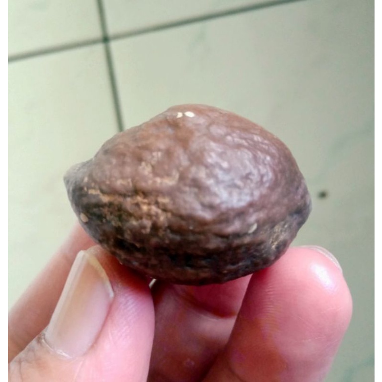 Kemiri Adu Muncang Adu Jayanti Triple Ori Tua Jatohan