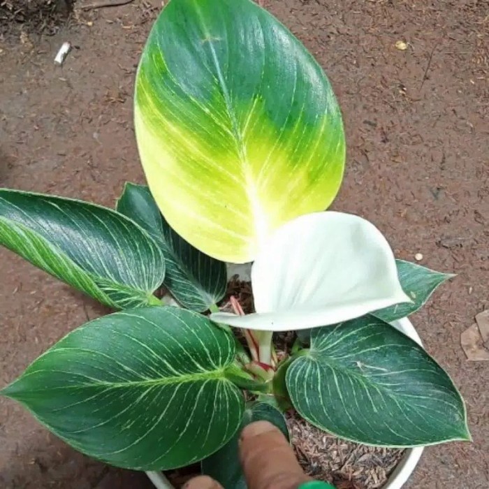 bonggol philodendron birkin varigata langka