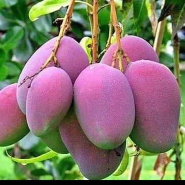 Bibit mangga irwin/mangga ungu
