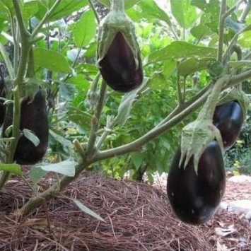 Benih Terong Ungu Bulat Bibit Sayuran Terong Pondoh Telur Bondan Tanaman Sayur Unggul Berkualitas