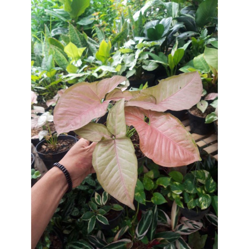 syngonium pink plash allusion super