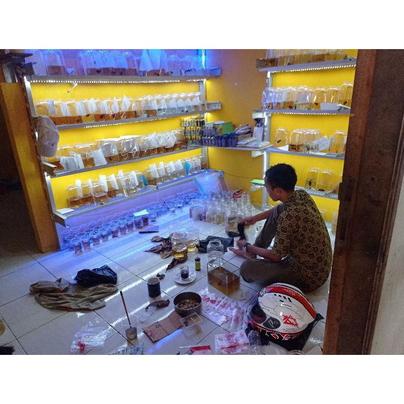 Ready Ikan Cupang Hias Halfmoon Size Xl Jumbo Rosetail Terkeren