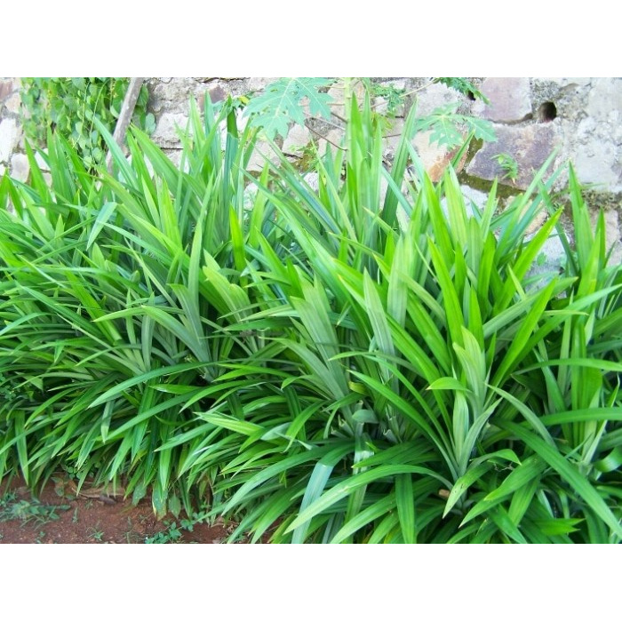 

Daun pandan wangi segar 35 lembar New Promo