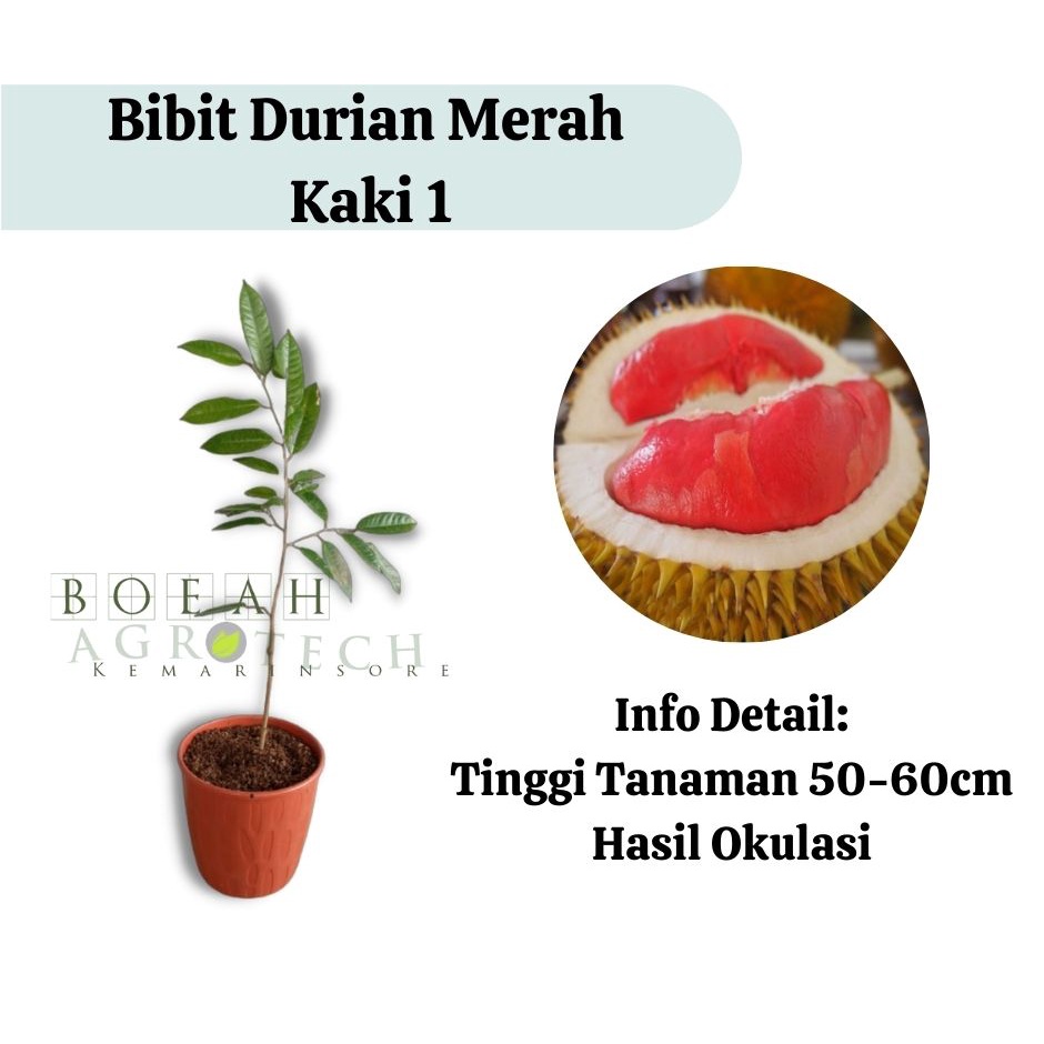 Bibit Durian Merah Kaki 1(Jaminan Original)