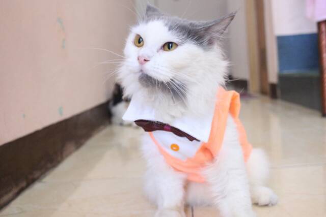 Kaos orange tuxedo untuk kucing dan anjing /Jual Baju Kucing Terlengkap &amp; Berkualitas size S M L XL