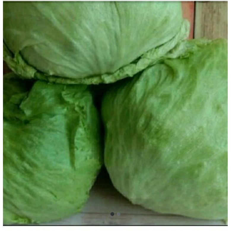 

letuce 1kg sayuran fresh