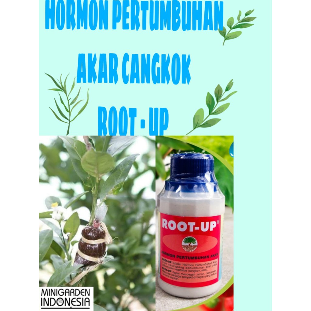 ROOT UP 100 GRAM BOTOL perangsang akar dan hormon pertumbuhan akar cangkok stek batang rootup