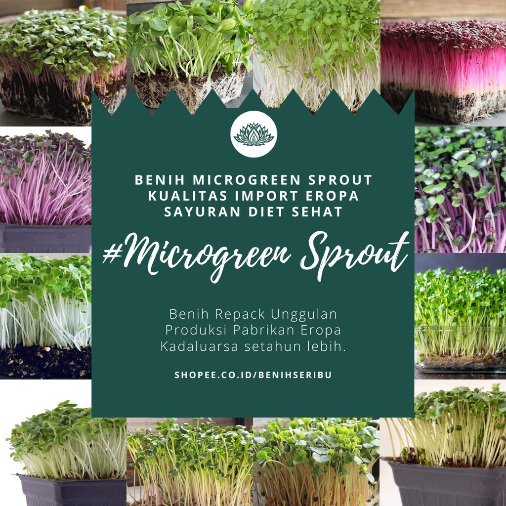 BS-BYL Benih Microgreen Sayur Organik Sprout Seed Bibit Sayuran Microgreens Alfalfa Broccoli Bok Pak Choy Red Cabbage Radish dll-1