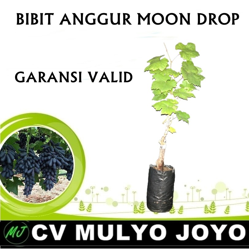 Bibit Anggur Jenis Moondrop-ROOTSTOCK LOKAL