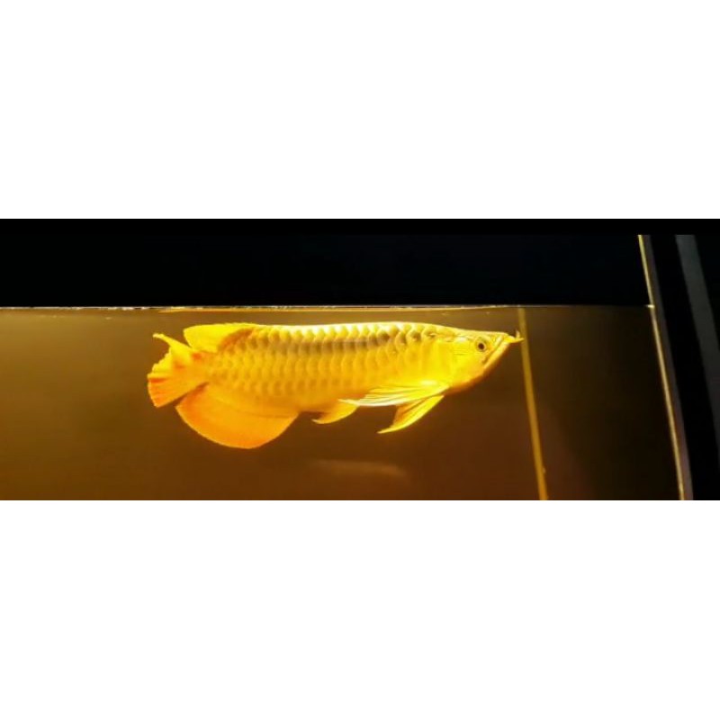 IKAN ARWANA SUPER RED 40CM READY PONTIANAK