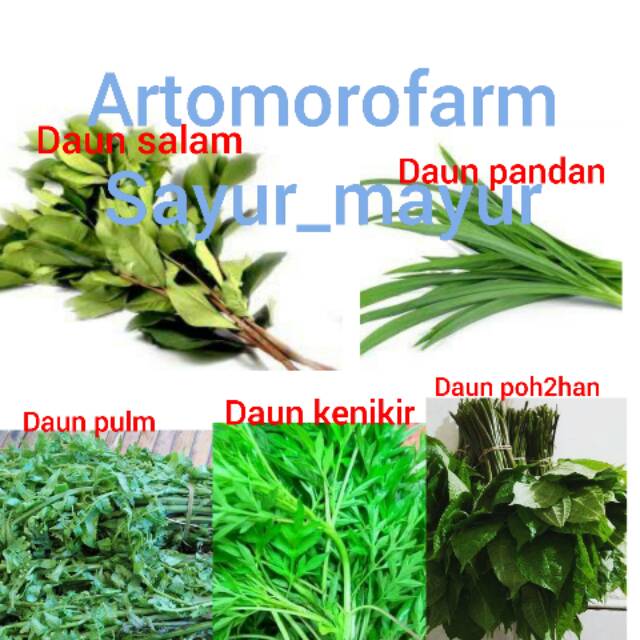 

Daun salam, pandan, pakis/pulm, kenikir, poh2han segar