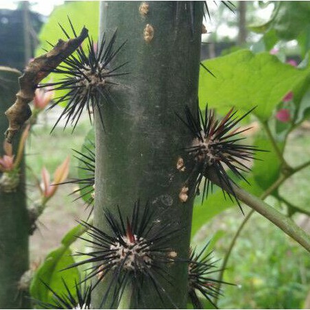 Daun Tujuh Jarum Bibit Tanaman Herbal Daun Tujuh Duri