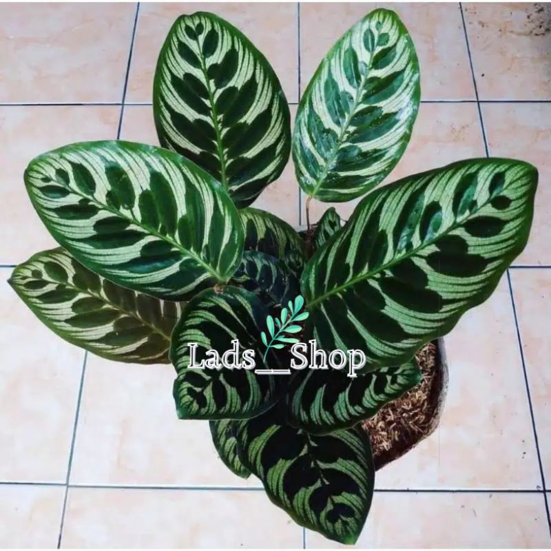 Tanaman Hias Calathea Makoyana - Calathea Makoyana