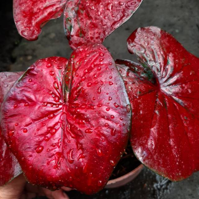 Caladium Red Stardust | Tanaman Hias Keladi Red Stardust Size Bibit Sudah Keluar Daun 1-3 | Syngoniu