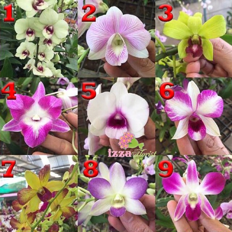 Seedling Anggrek Dendrobium - Anggrek - Bunga Hias - Tanaman Hidup - Bunga Hidup / Anggrek murah AP