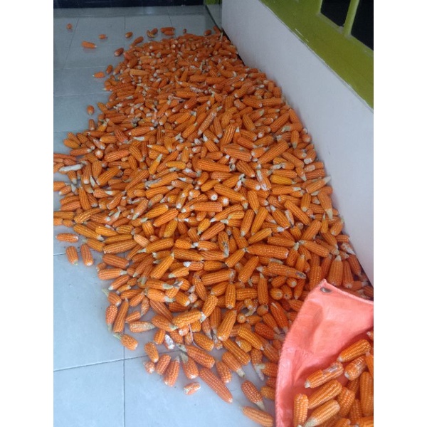 

Jagung segar siap konsumsi, khas Madura.