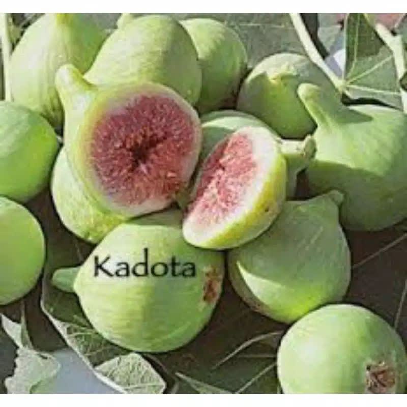 Tin Kadota / bibit tin kadota original cepat berbuah