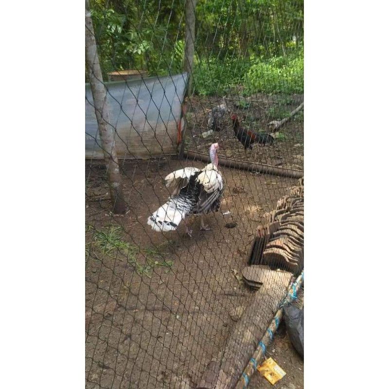 Jaring Pagar Kebun Jaring Pagar Kandang Ayam Jaring Ayam Jaring Pagar Ayam 2.5 Meter