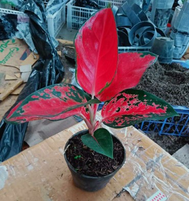 Tanaman Hias Aglonema Red Anja / Red Anjamani / Red Aglonema